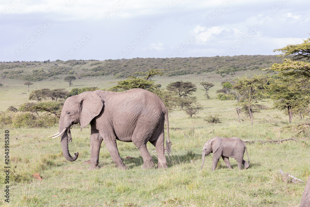 Fototapeta premium Elephant Baby Following Mom
