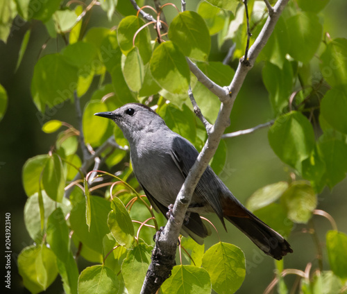 Bild auf Leinwand Grey Catbird surrounded by bright green leaves