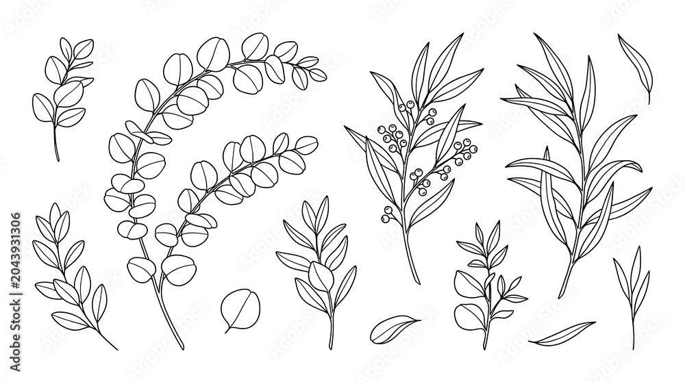 Eucalyptus leaves line art illustration minimalist botanical sketch