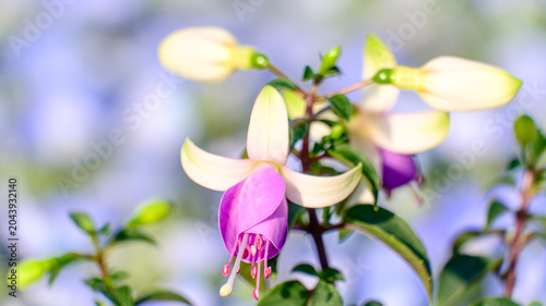 Photography 紫色のフクシアの花のアップ