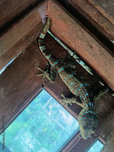 фотографія Tokay gecko with vibrant orange spots clinging to a wooden window frame, top vie