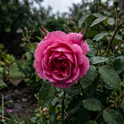 Closeup of a vibrant pink rose with water droplets in the garden.