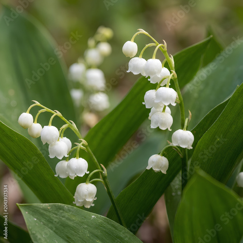 Closeup of delicate white lily of the valley flowers in bloom.