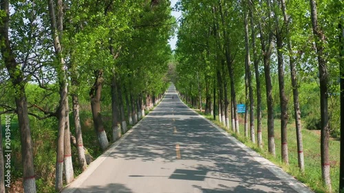 Scenic Tree Lined Country Road Through Green Forest