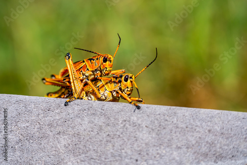 Photography Eastern Lubber Grasshoppers Mating in Natural Habitat, Florida