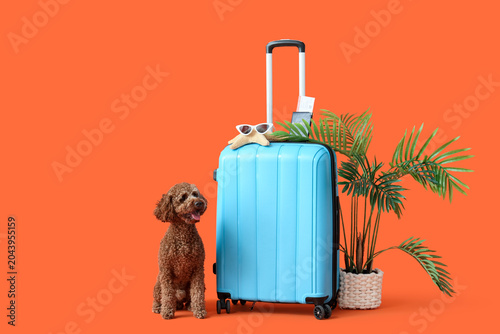 Cute Toy Poodle with suitca...