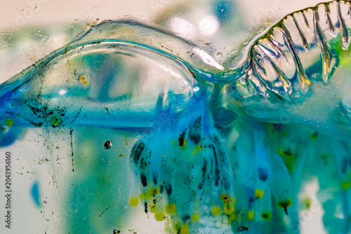 Floating on the ocean surface, the Portuguese man of war drifts with currents and winds, using tentacles that may extend up to 30 meters to capture prey. Venomous Marine Creature of the Andaman Sea