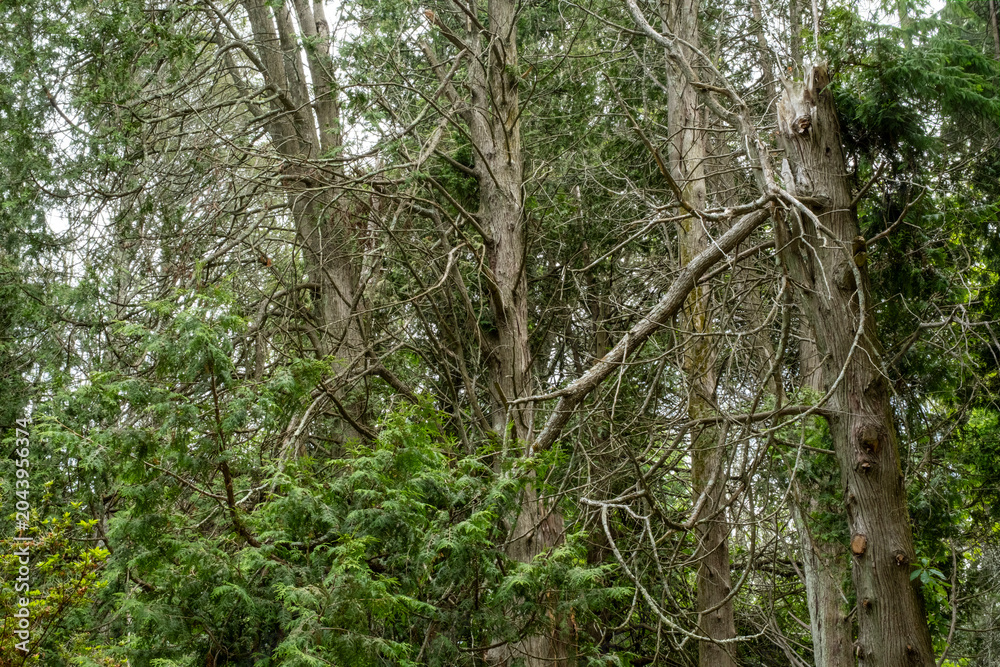 Fototapeta premium Trees and Intertwined Branches in Deep Woods