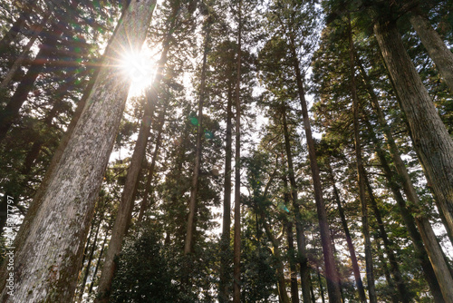 Sunlight Through Tall Forest Trees. Nature landscape.