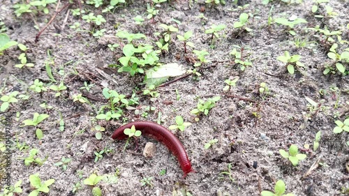 A pair of millipedes are mating on the ground, reproducing with genitals called gonopods, and they reproduce by laying eggs.