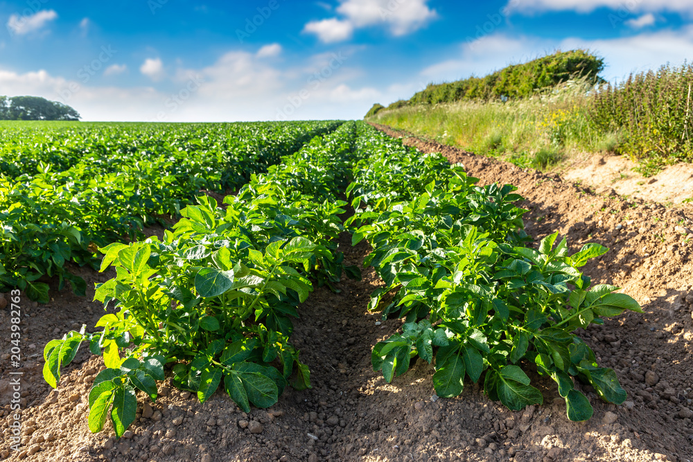 Obraz premium Green Potato Field Rows in farm under Blue Summer Sky