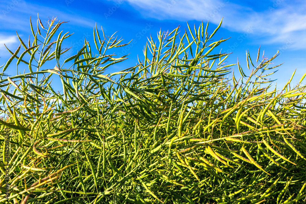 Obraz premium Oilseed Rape Brassica Napus Seed Pods in Agricultural farm Field