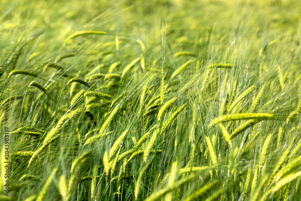 Obraz premium Green Wheat farm Field with Young Grain Heads