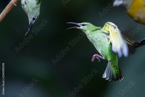 Quadro su tela Action shot of female Red-legged Honeycreepers (Cyanerpes cyaneus) in territorial dispute, Costa Rica