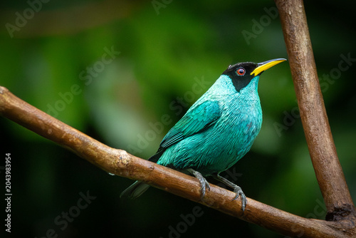 Male Green Honeycreeper (Chlorophanes spiza) perched on a branch in Costa Rica