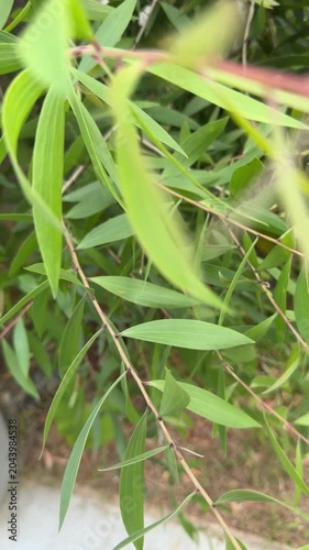 Green Bamboo Leaves Close Up in Natural Outdoor Background