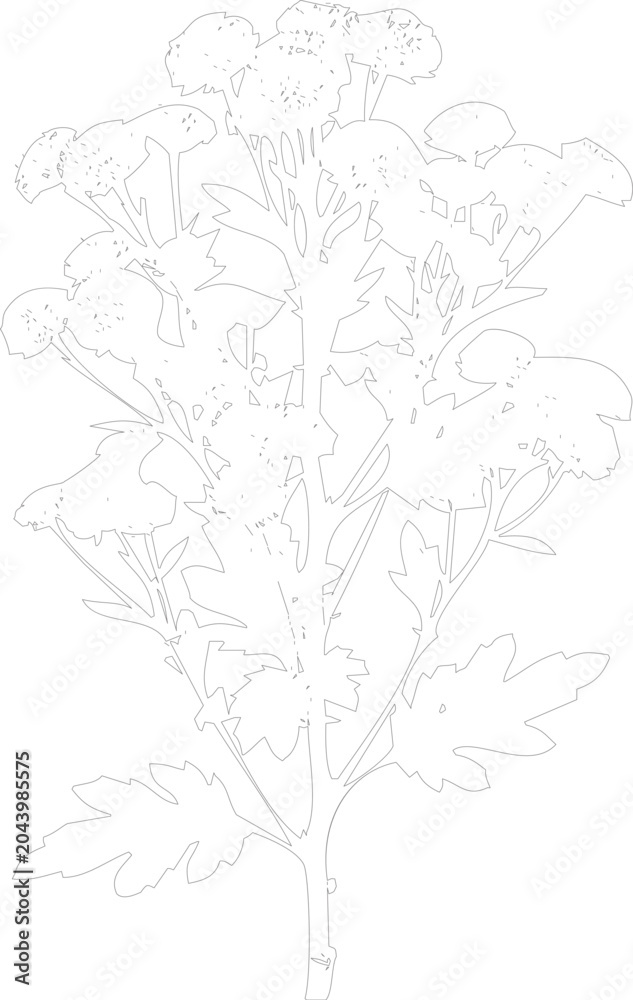 Fototapeta premium Line art illustration of a plant with leaves and flower heads on white background
