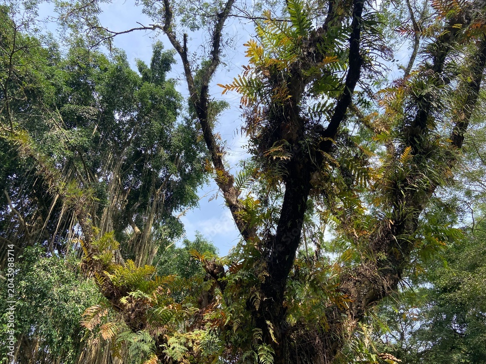 Fototapeta premium trees in the forest