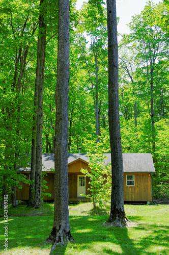 Cabin Among Tall Forest Trees