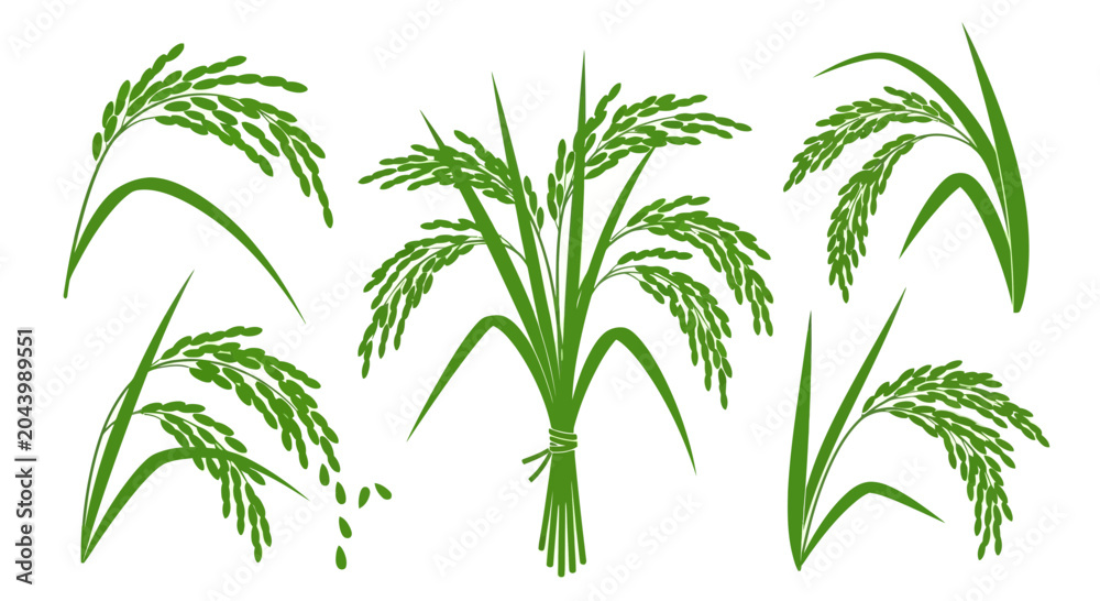 Obraz premium Green rice stalks and grains on a clean white background representing agriculture and harvest