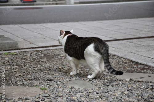 東京・蔵前神社でくつろぐ猫