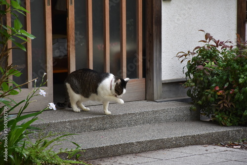 神社で暮らす白黒猫のある風景