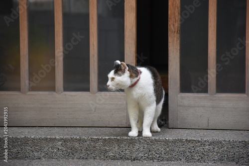 神社で暮らす白黒猫のある風景