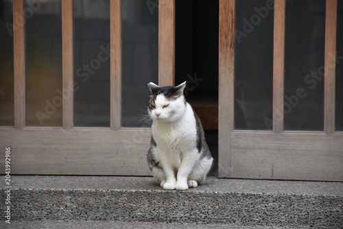 神社で暮らす白黒猫のある風景