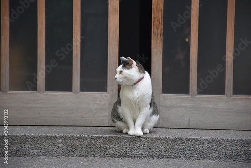 東京・蔵前神社でくつろぐ猫