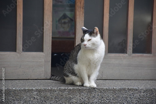 東京・蔵前神社でくつろぐ猫