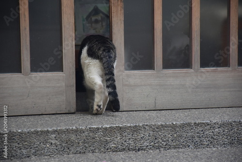 東京・蔵前神社でくつろぐ猫