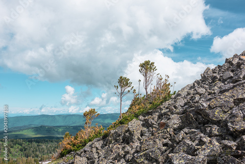 Small young coniferous trees among dwarf conifer trees on scree against green hill silhouettes far away under clouds in blue sky. Wild alpine flora on stony steep slope in cloudy changeable weather.