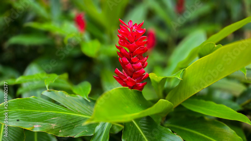 Cuadro en lienzo Vibrant Red Ginger Flower Blooming in Tropical Garden