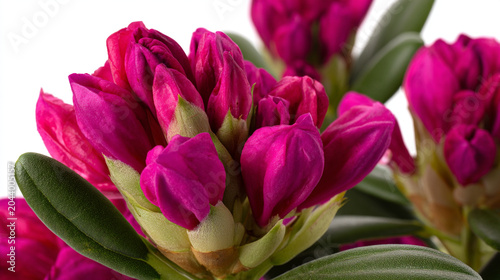 Close up of dark pink rhododendron flower buds blooming in a garden setting with rhododendron