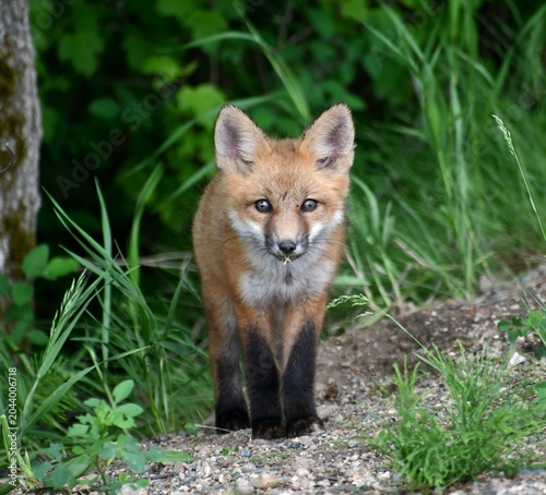 red fox vulpes