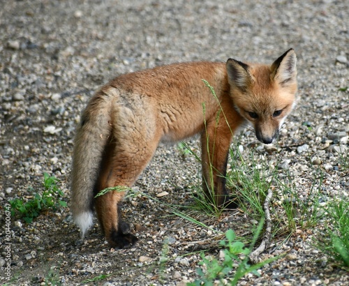 red fox vulpes