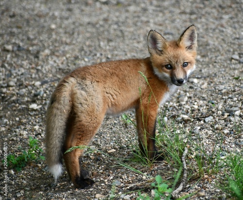 red fox vulpes