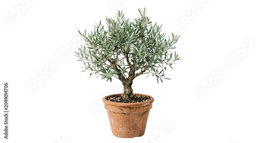 Small potted olive tree with textured green foliage in terracotta pot plant