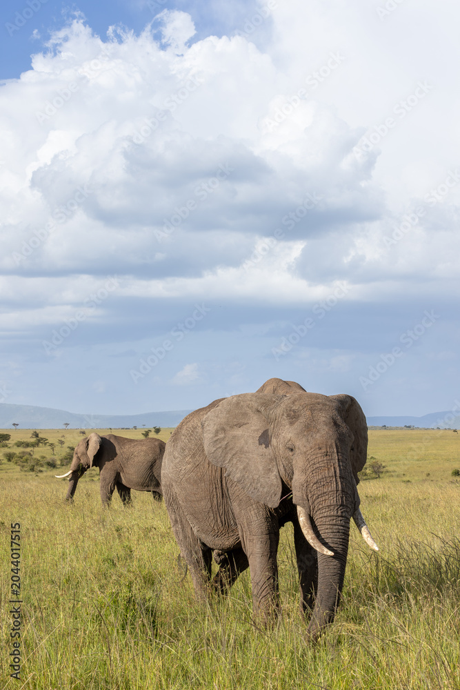 Fototapeta premium Elephant and Storm Clouds