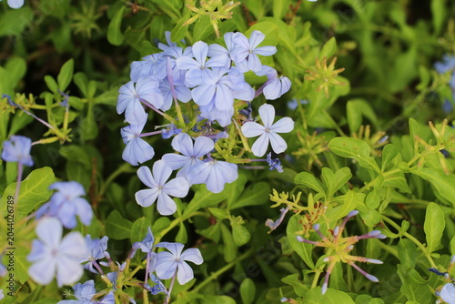 Photos Delicate blue plumbago flowers bloom vibrantly against lush green foliage