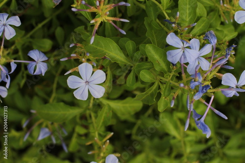 Foto Delicate blue plumbago flowers bloom vibrantly against a lush green leafy backgr