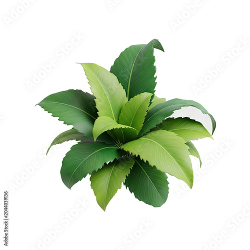 Vibrant Green Tea Plant Leaves Isolated on White Background.