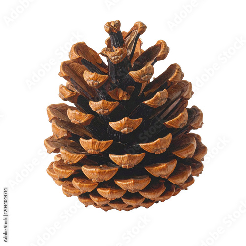 pinecone, Generated image	

