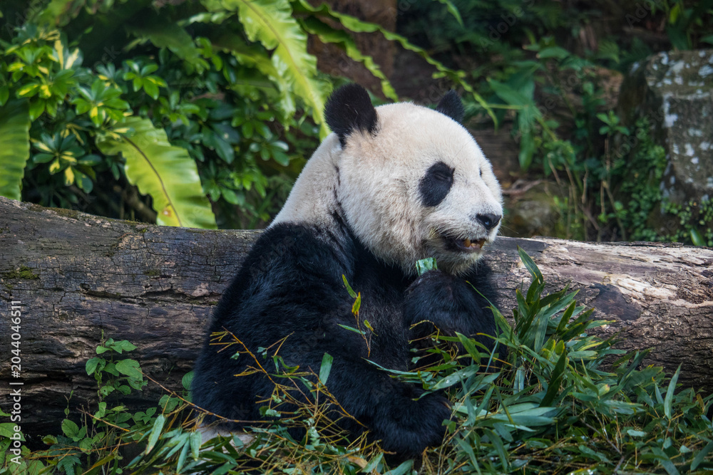 Obraz premium Adorable Giant Panda Eating Bamboo with Eye Contact