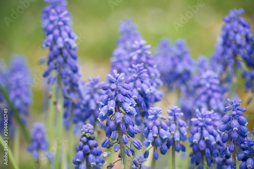 Close-up of vibrant blue grape hyacinth flowers blooming in a garden during spring