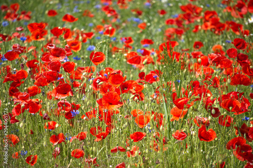 A breathtaking view of a poppy field in full bloom under the summer sun.