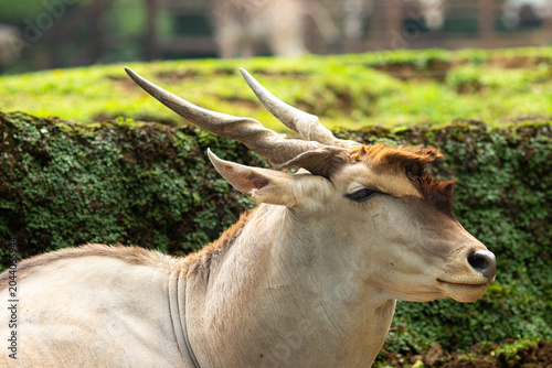 Quadro su tela The common eland (Taurotragus oryx), also known as the southern eland or eland antelope, is a large savannah and plains antelope found in East and Southern Africa