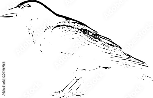 Fotografía Singing bird sketch black and white line art