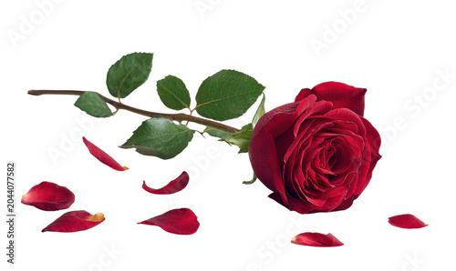 Single Red Rose with Green Leaves and Scattered Petals on Black Background flower, Isolated, Png Transparent Background