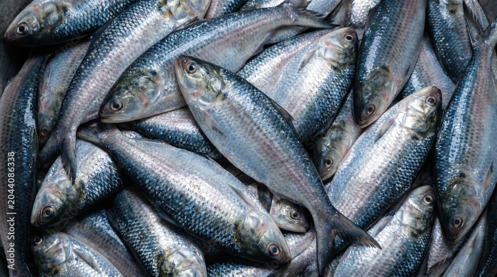 Fototapeta premium Fresh raw herring fish pile displayed together in a market catching natural light highlighting the shiny scales and detailed texture of the silver marine life